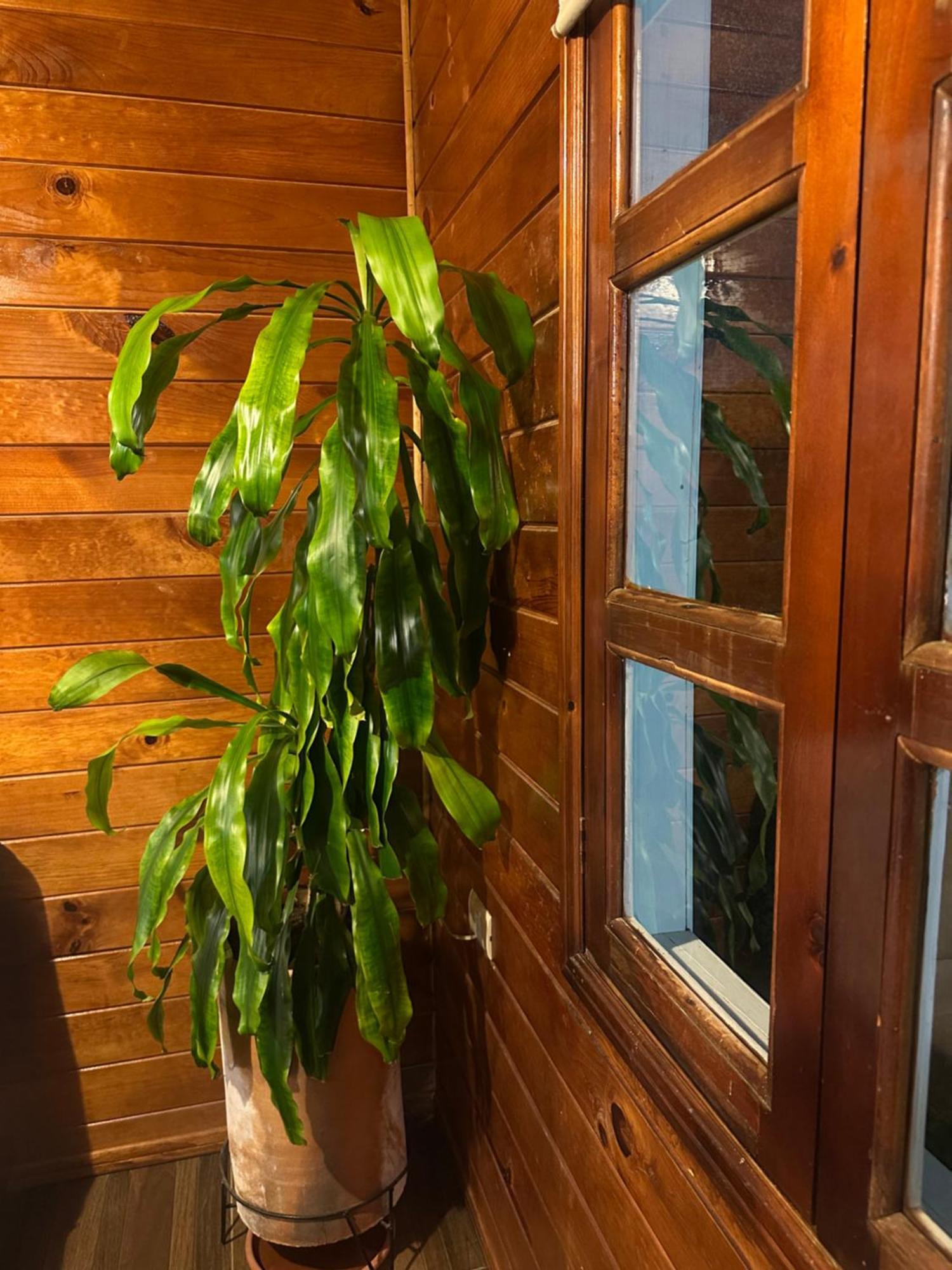 Chalet Dominnycos San Cristóbal de Las Casas 외부 사진